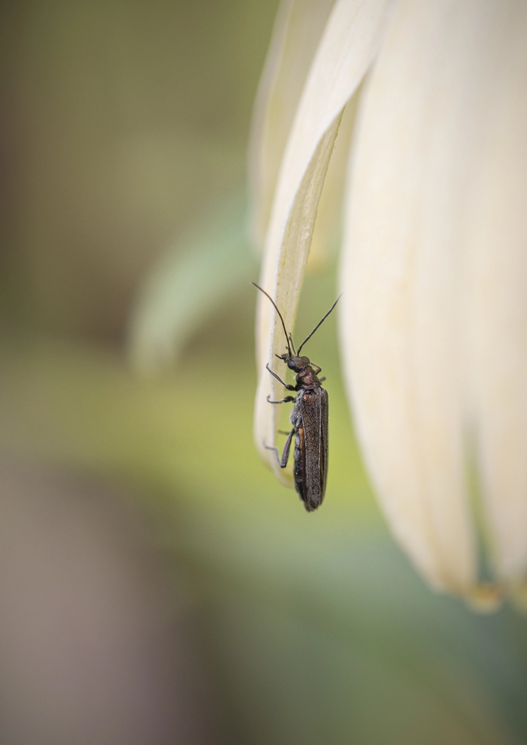 False Blister Beetle