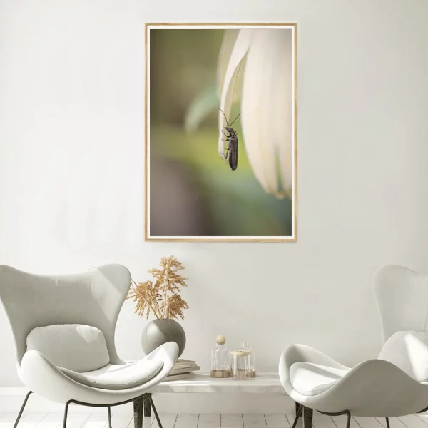 False Blister Beetle frame