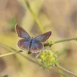 Female Common Blue
