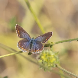 Female Common Blue