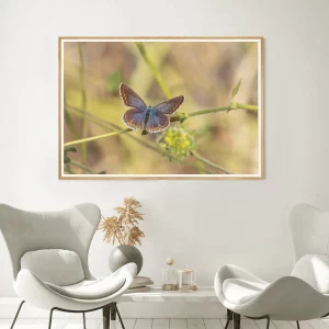 Female Common Blue 02 frame
