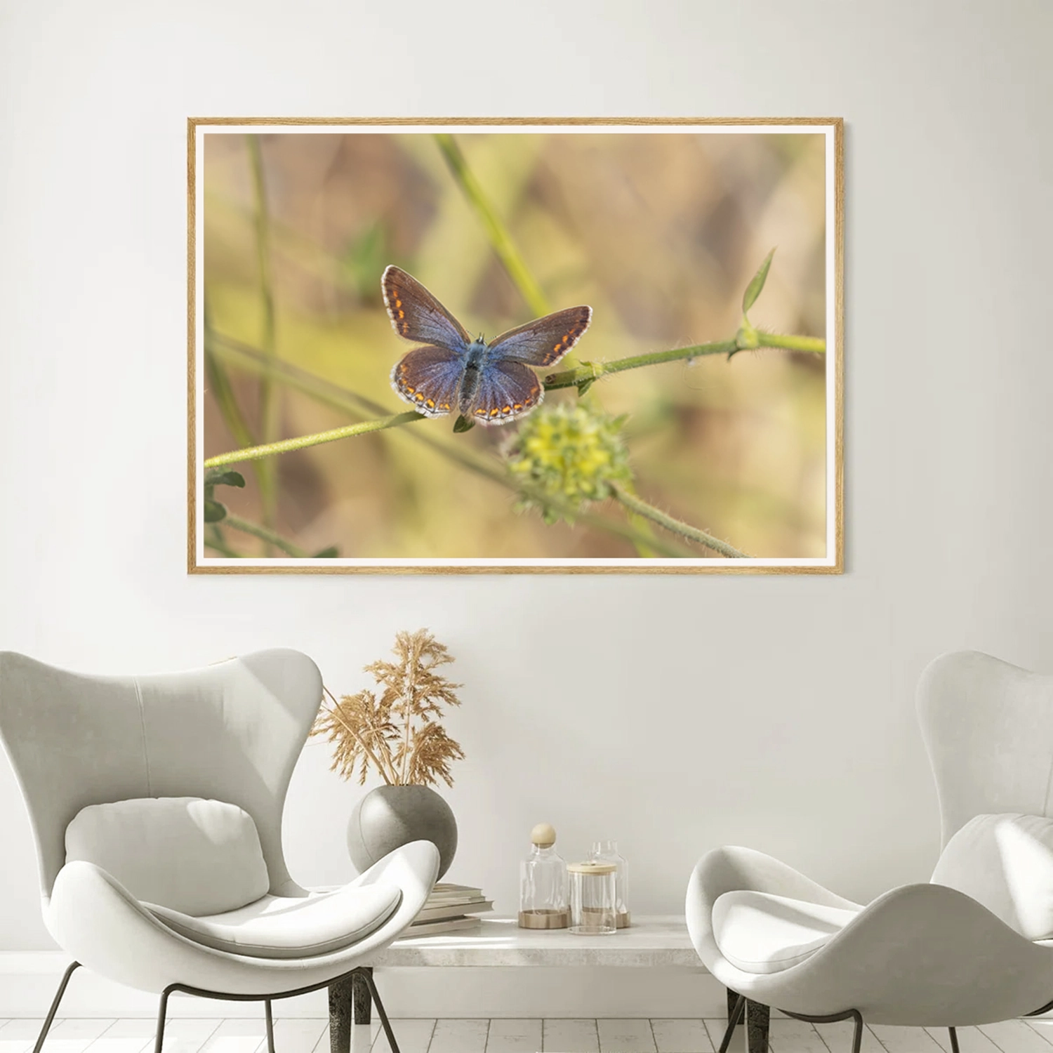Female Common Blue 02 frame