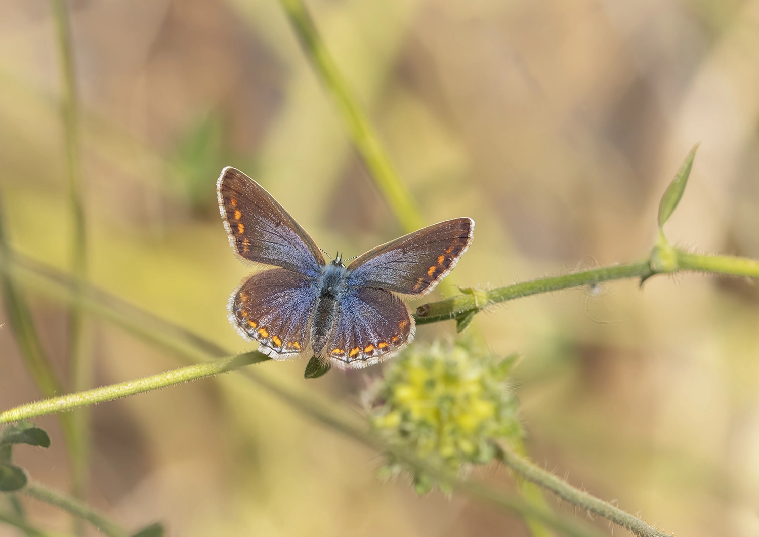 Female Common Blue