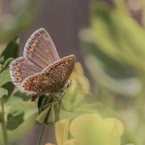 Female Common Blue on Birdsfoot