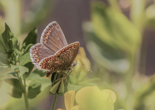 Female Common Blue on Birdsfoot