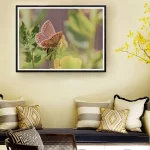 Female Common Blue on Birdsfoot frame