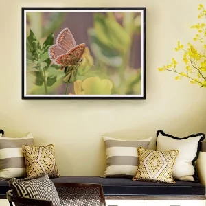 Female Common Blue on Birdsfoot frame