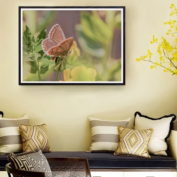 Female Common Blue on Birdsfoot frame