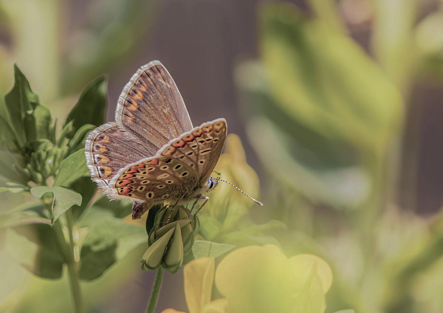 Female Common Blue on Birdsfoot