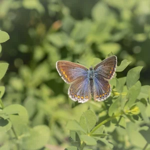 Female Common Blue wings