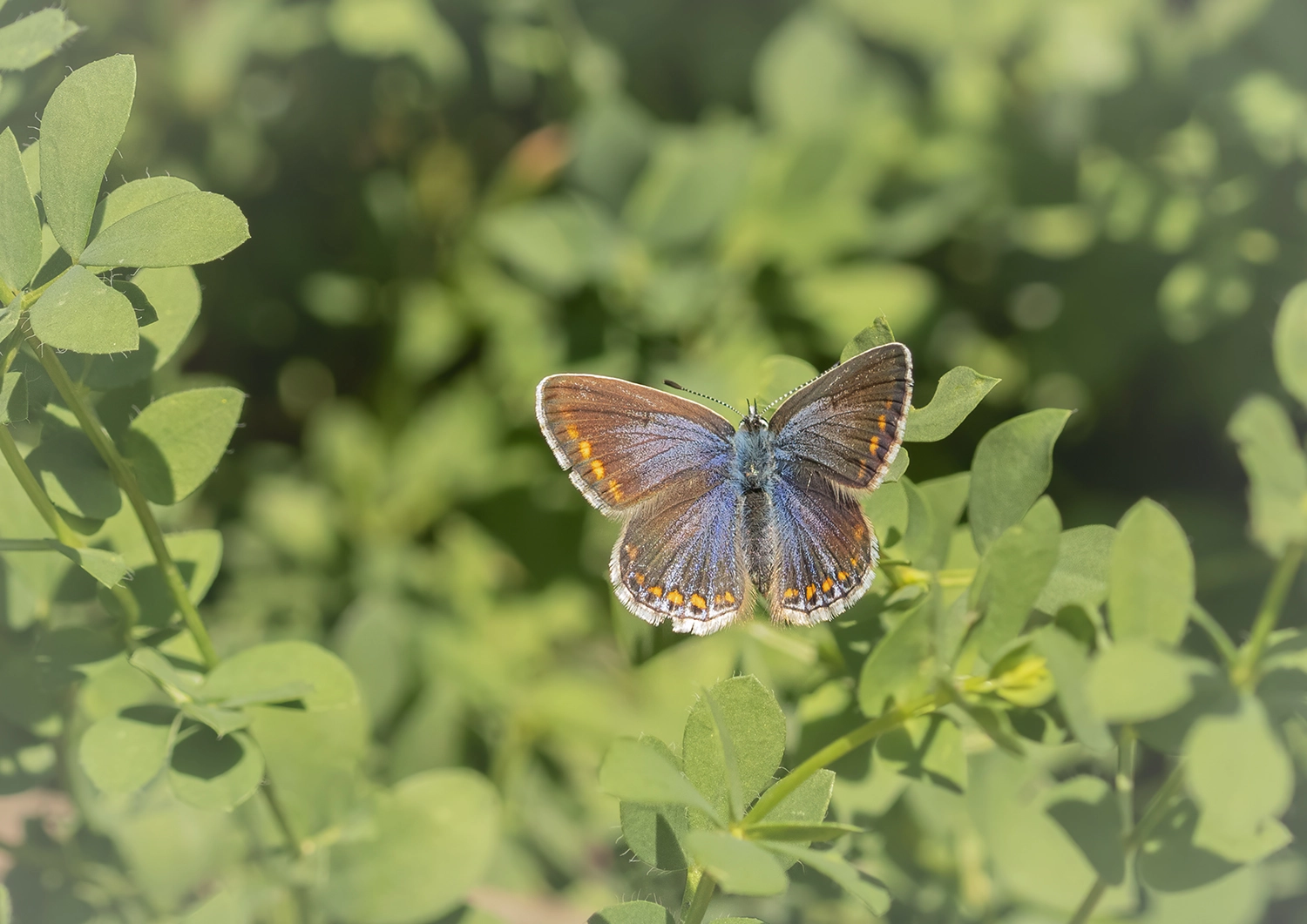 Female Common Blue wings