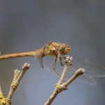 Female Common Darter