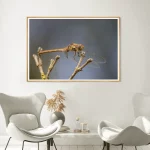 Female Common Darter frame