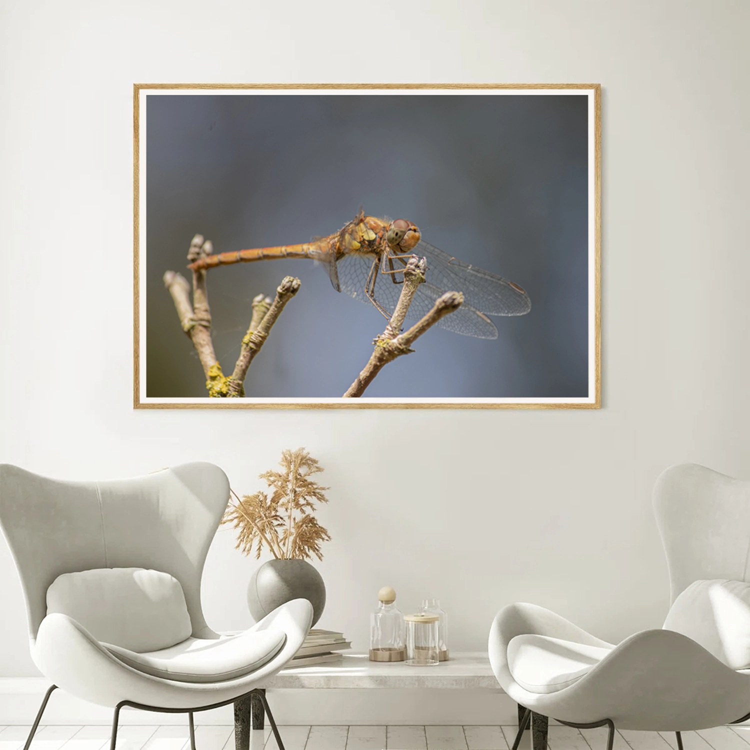 Female Common Darter frame