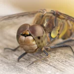 Common Darter Portrait