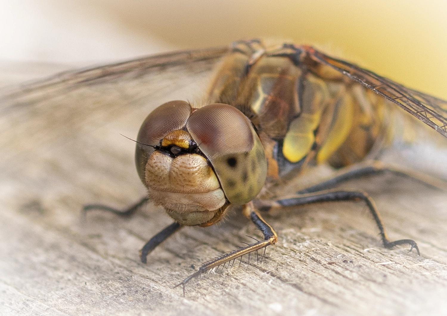 Common Darter Portrait
