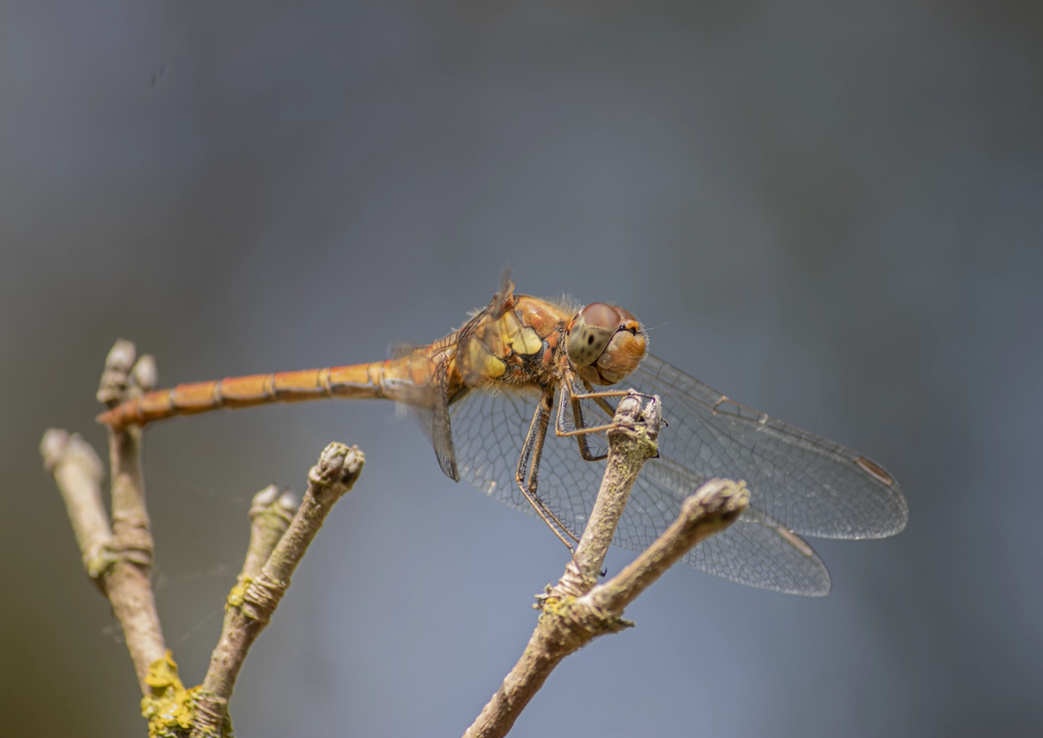 Female Common Darter