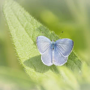Female Holy Blue
