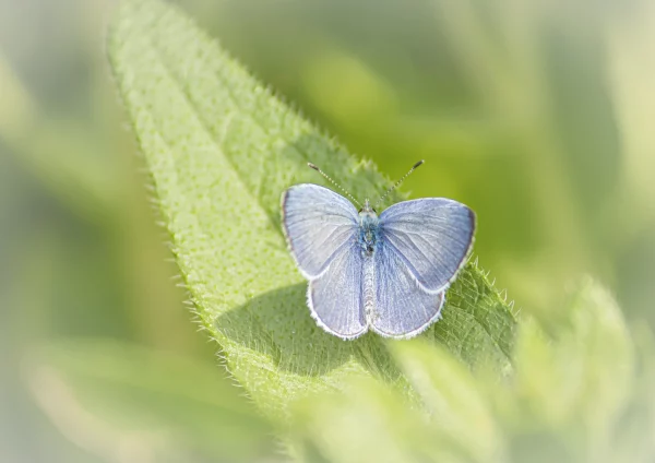 Female Holy Blue