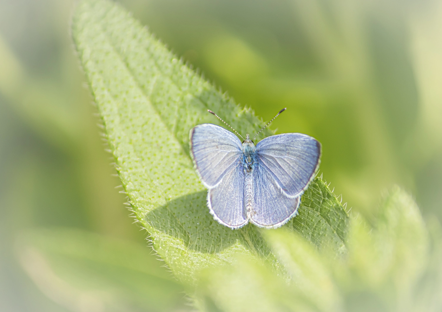 Female Holy Blue