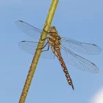 Female Migrant Hawker Dragonfly