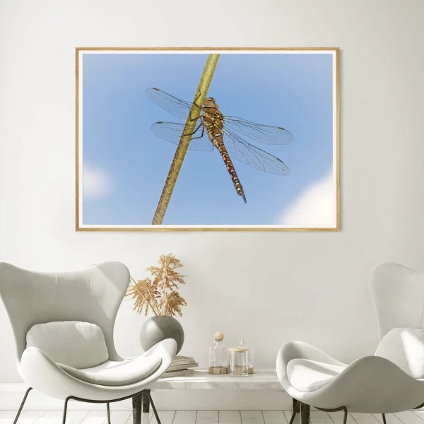 Migrant Hawker Dragonfly: "Grace in the Blue"