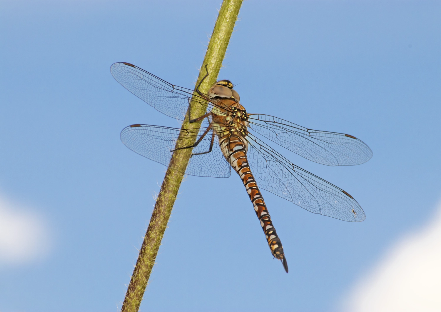 Female Migrant Hawker Dragonfly