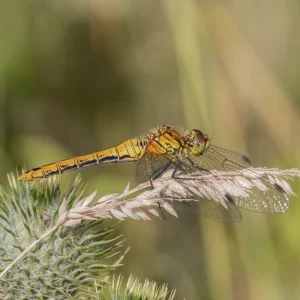 Female Ruddy Darter