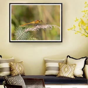 Female Ruddy Darter frame