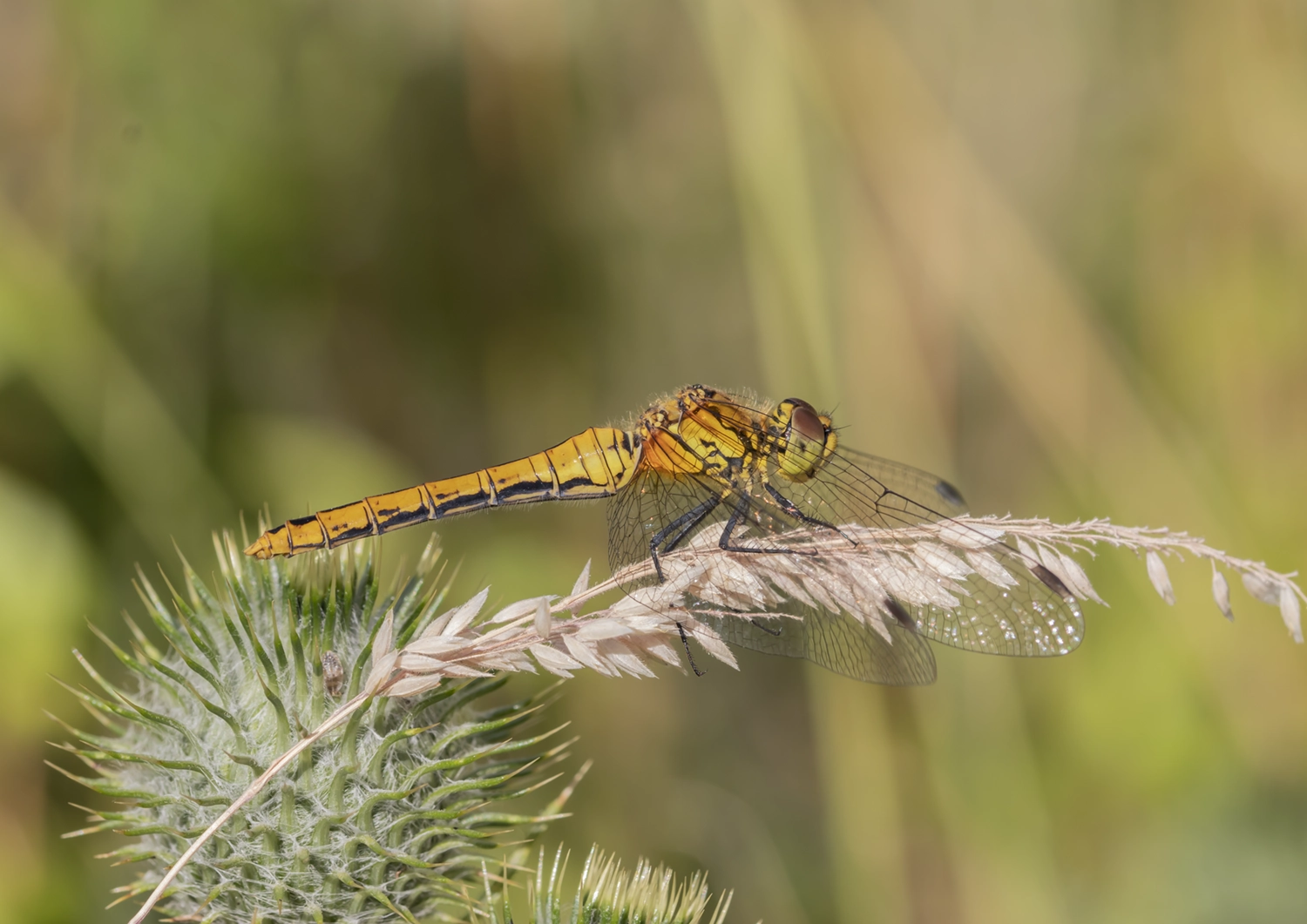 Female Ruddy Darter