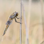 Four Spotted Chaser