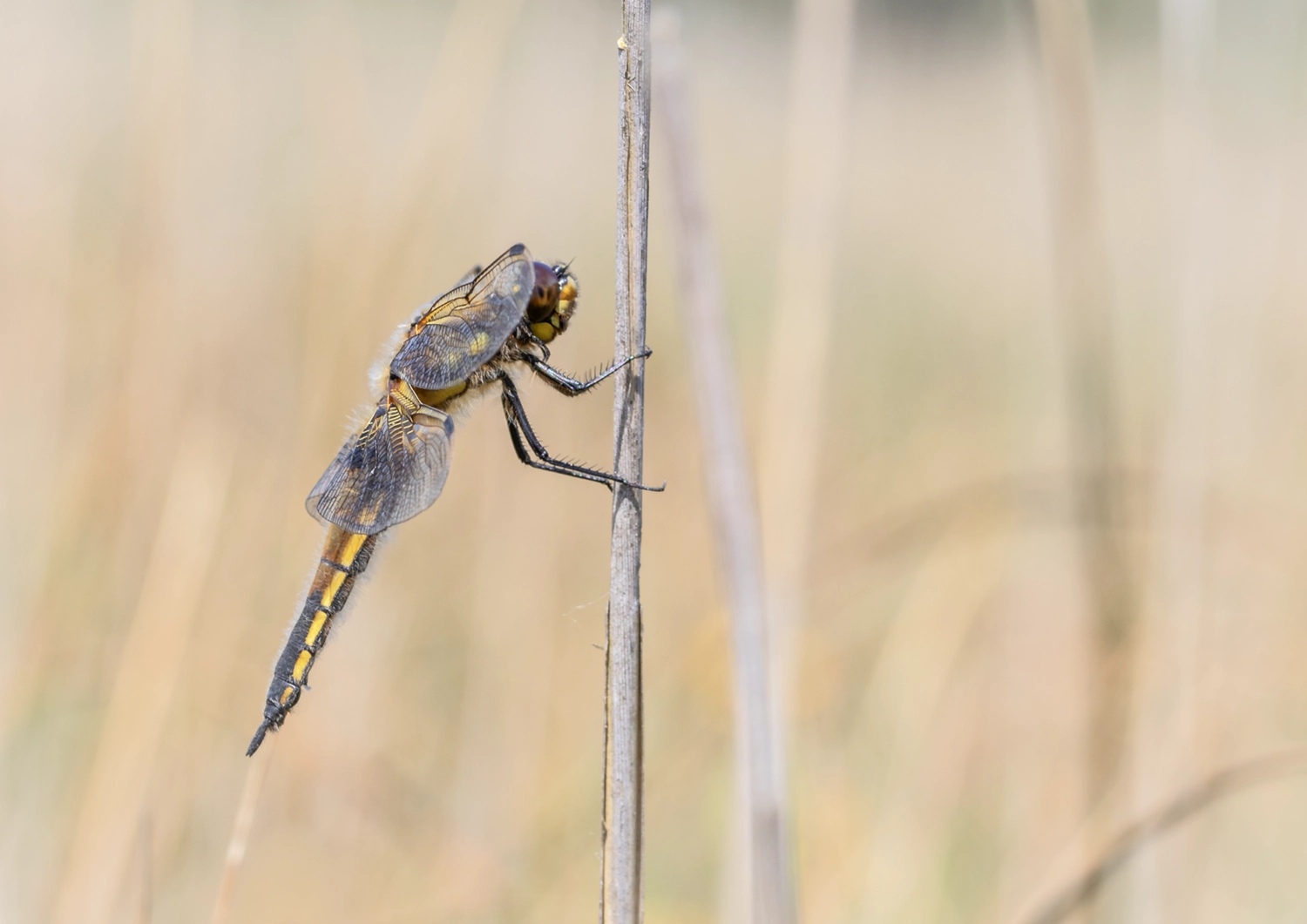 Four Spotted Chaser