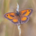 Gatekeeper Butterfly on Grass seed