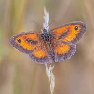 Gatekeeper Butterfly on Grass seed
