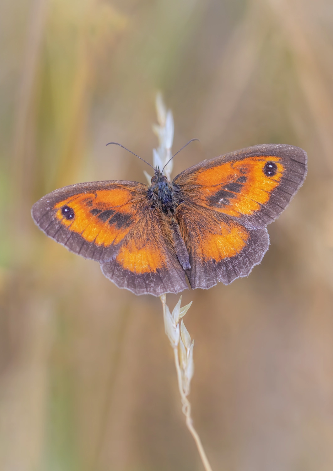 Gatekeeper Butterfly on Grass seed