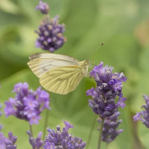 Green Veined White on Lavender 01