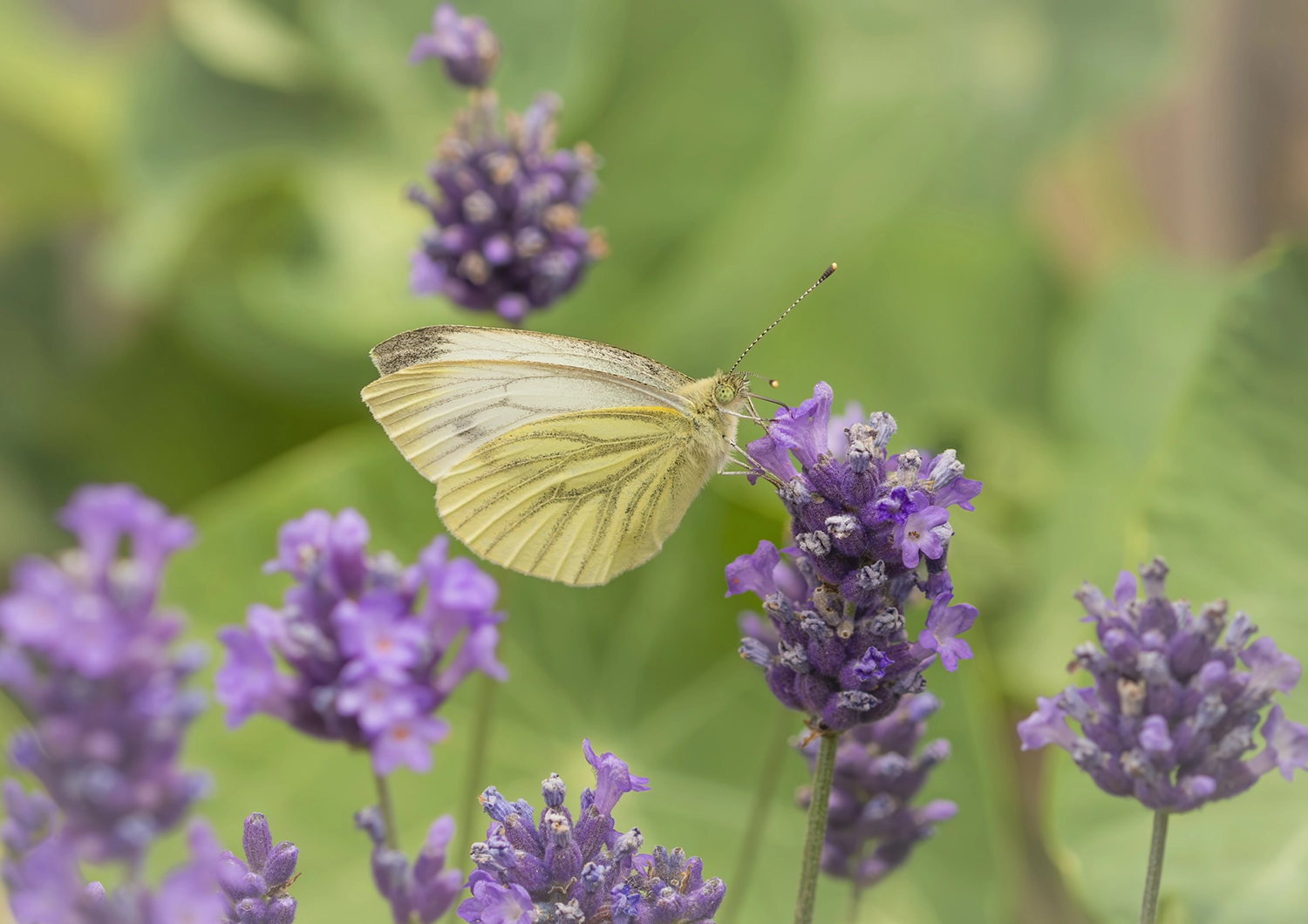 Green Veined White on Lavender 01