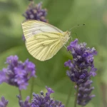 Green Veined White on Lavender