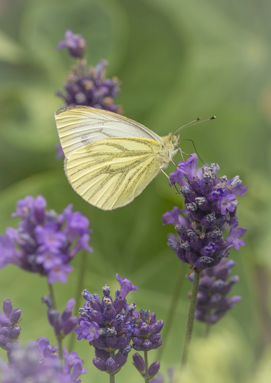 Green Veined White on Lavender