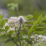 Hairy Hawker Dragonfly