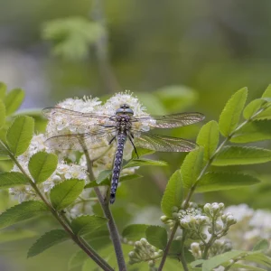 Hairy Hawker Dragonfly