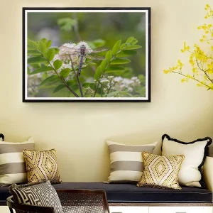 Hawker Dragonfly frame