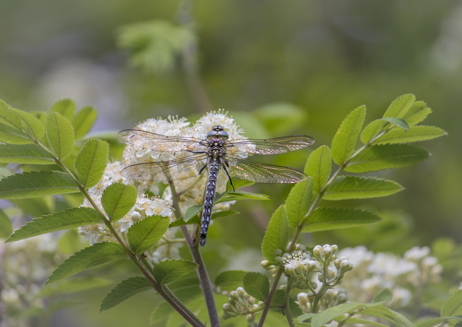 Hairy Hawker Dragonfly