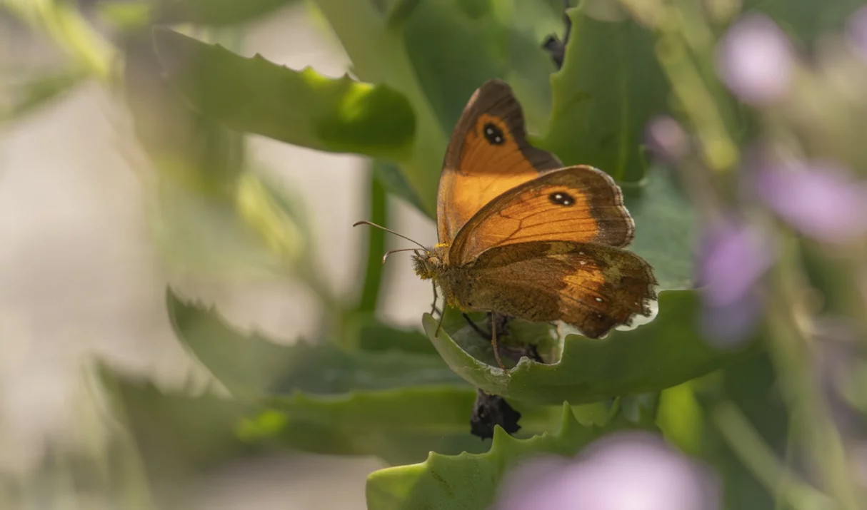 Chasing the Dance: Photographing Gatekeeper butterflies