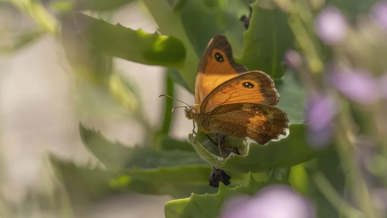 Dancing with Gatekeepers main photo