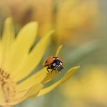 Ladybird on Sunflower