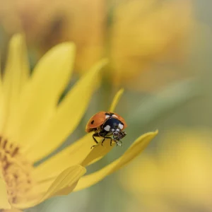 Ladybird on Sunflower