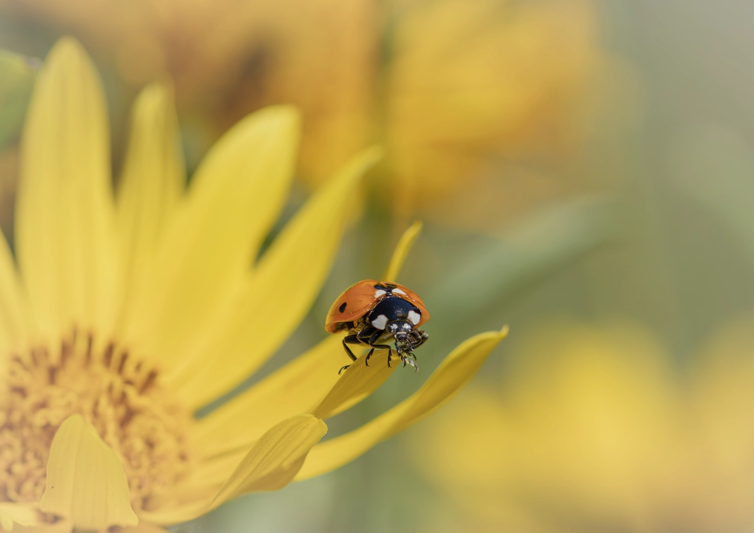 Ladybird on Sunflower