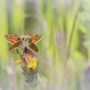 Large Skipper in Meadow