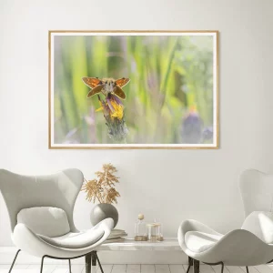 Large Skipper in Meadow frame